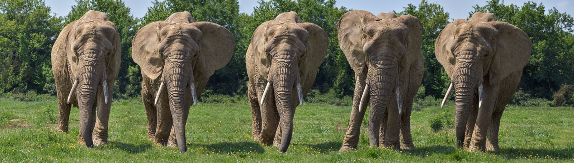 Пять привычек эффективного изучения английского языка 