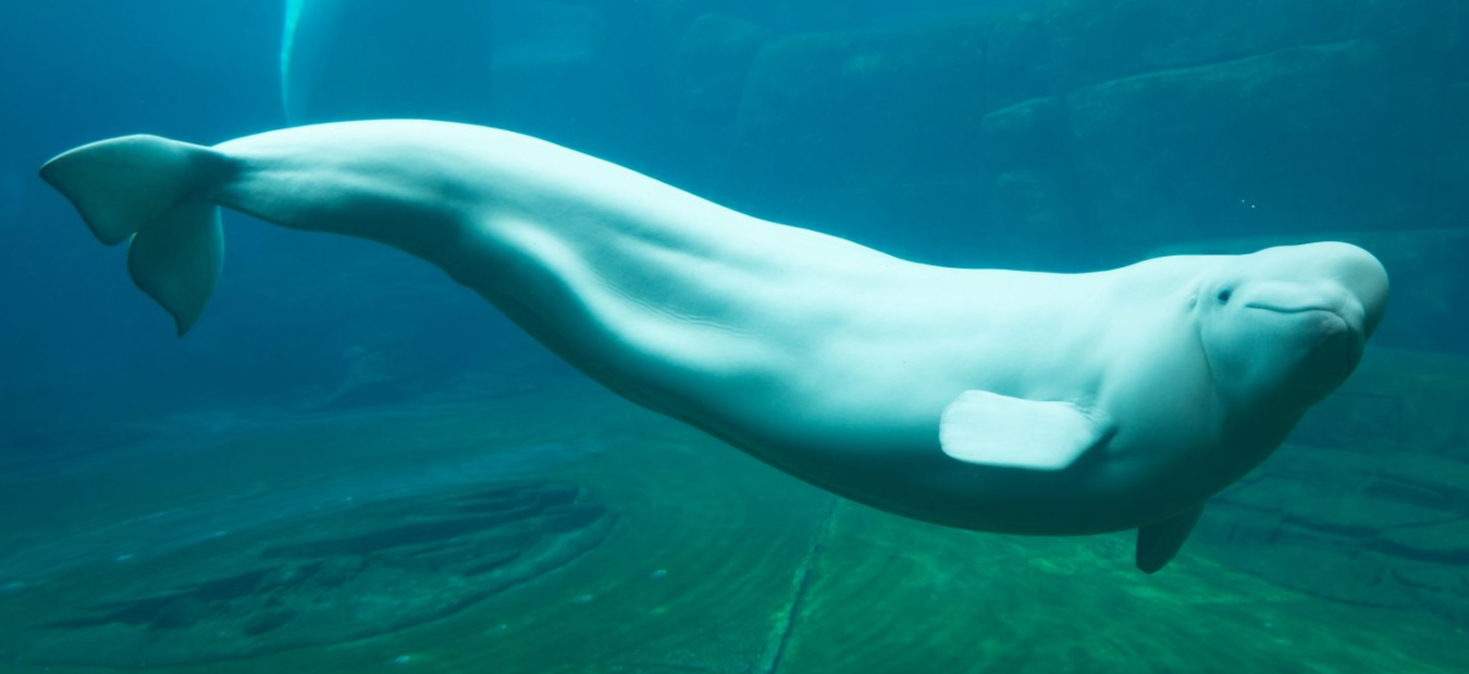 Beluga