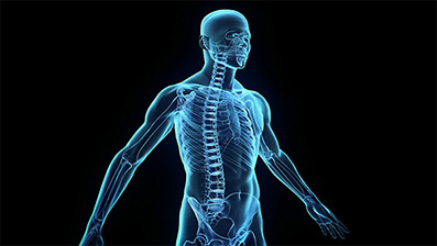 части тела английский